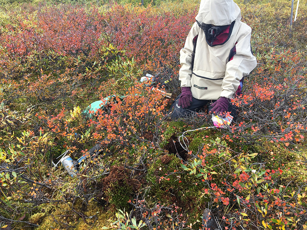 This summer, Sophy Wu, a second-year Ph.D. student studying aerospace engineering, conducted fieldwork at the University of Alaska Fairbanks’ Toolik Field Station, a premier research laboratory established in 1976 for studying the Arctic and its relationship to the global environment.
