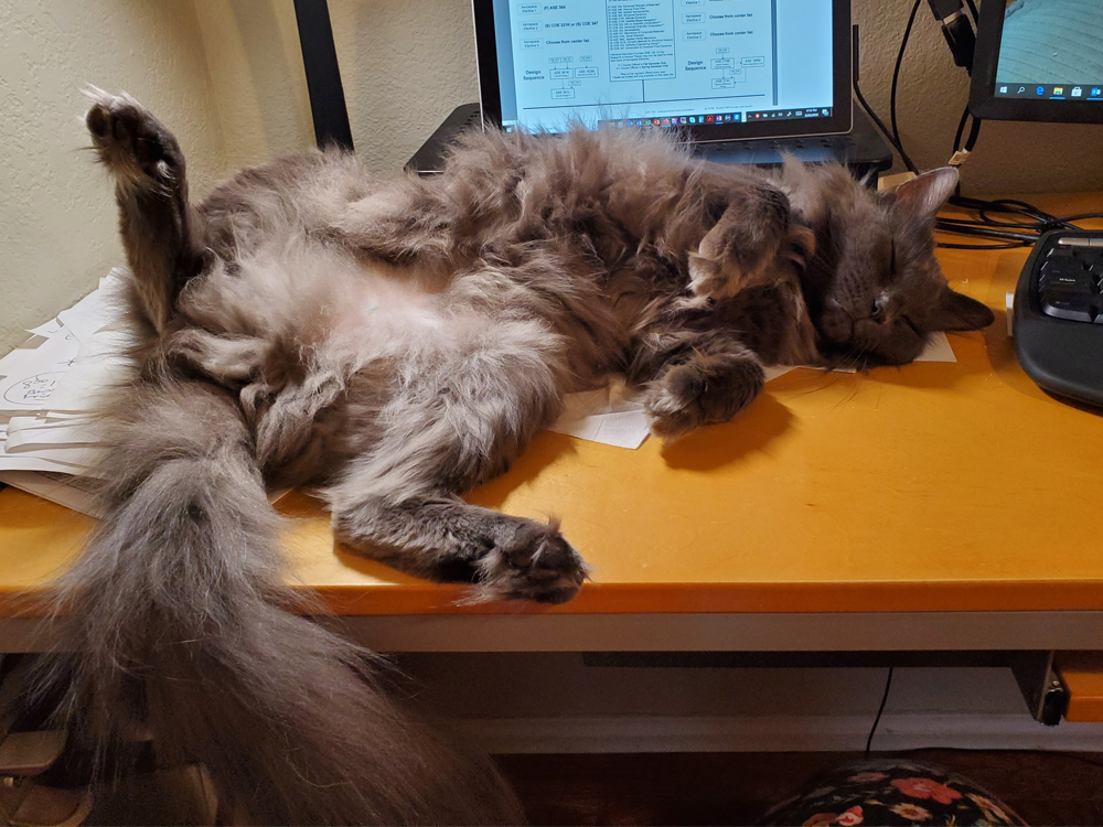 photo of a cat on office desk
